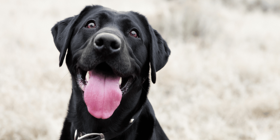 Beef Esophagus Dog Treats