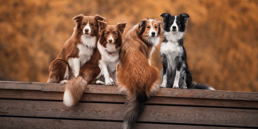 Are cooked rib bones ok for dogs online
