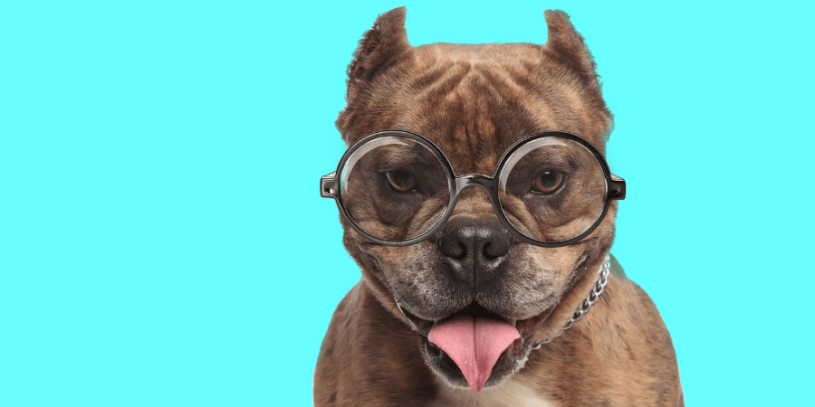 Best bully sticks pig ears hot sale