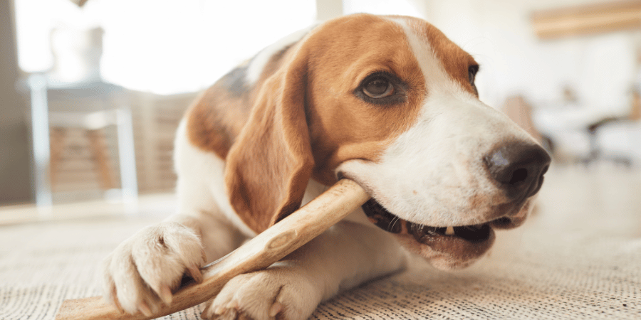 A puppy finds a rawhide bone hotsell