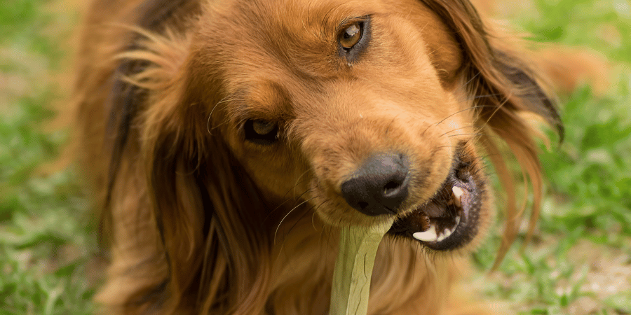 Best Dog Bones For Puppies