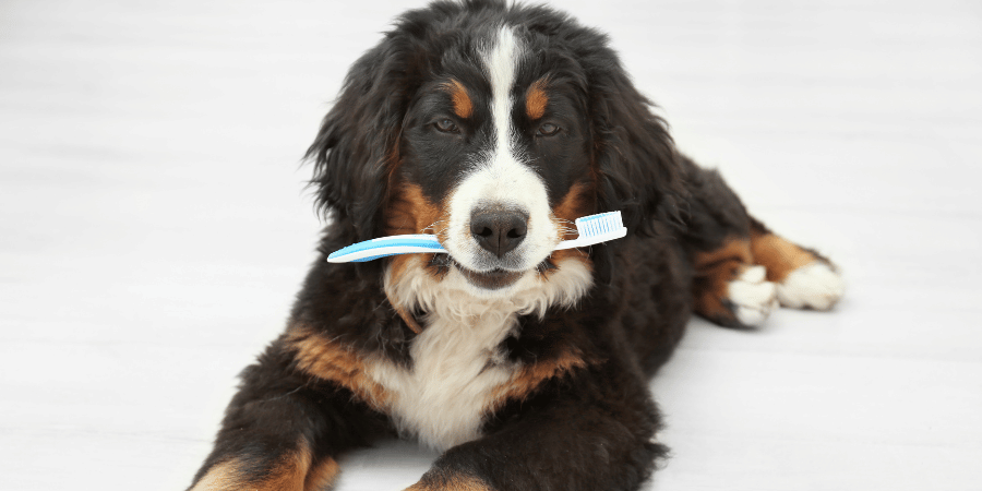 Best Dog Teeth Cleaning Treats