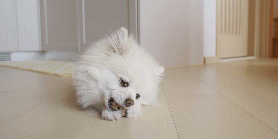 Best Dog Teeth Cleaning Treats