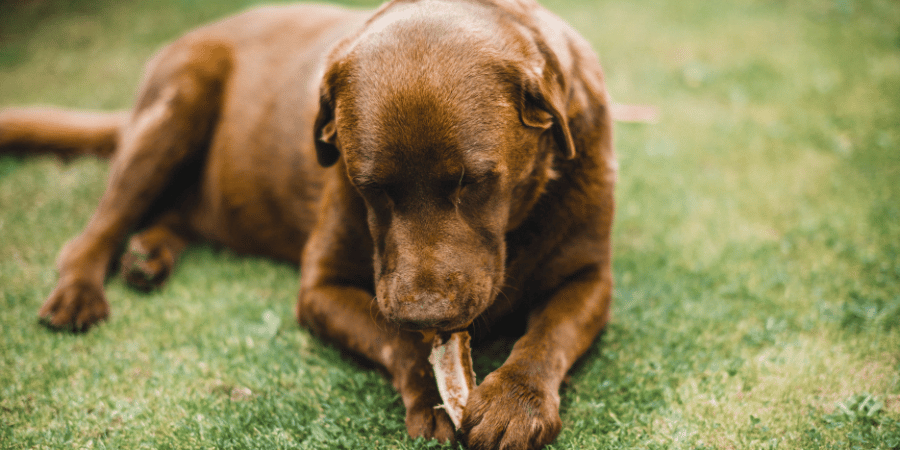 Best Raw Bones For Dogs