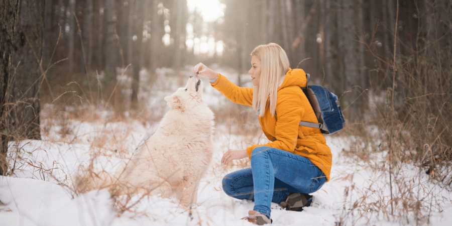 Best Soft Treats for Dogs