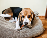 Bully Sticks for Dogs - A Tasty High Protein Dog Treat - Bully Sticks Central