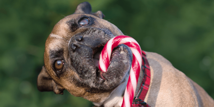The Risks of Candy Canes for Dogs: What Every Pet Owner Should Know