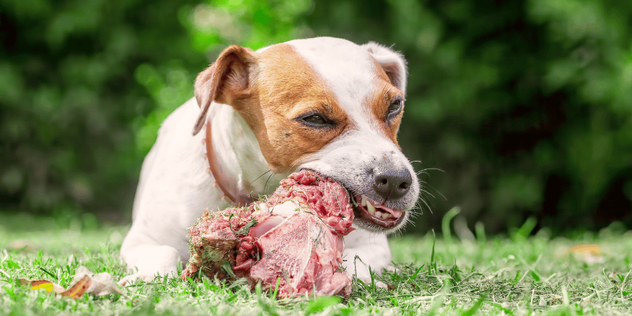 Giving raw bones to dogs best sale