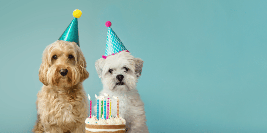 Dog Birthday Treats