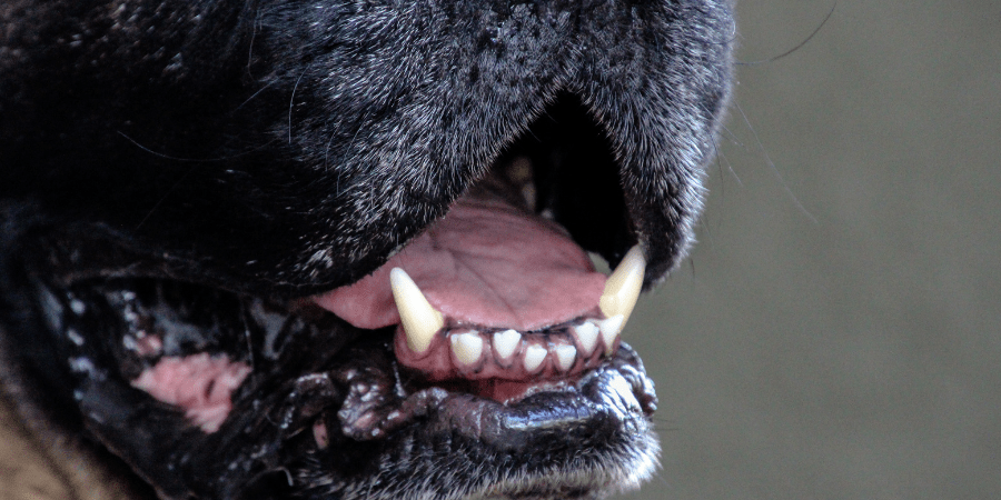 My dog's breath stinks home remedies online