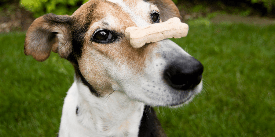 Dog Treats Made With Coconut Flour