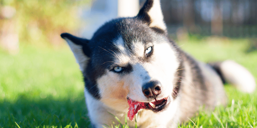 Elk bones for dogs safe hotsell