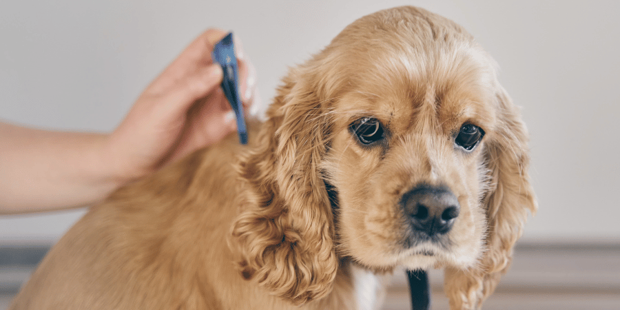 Mange remedy for dogs online