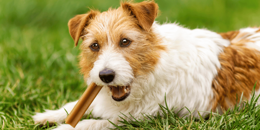 Homemade Diabetic Dog Treats