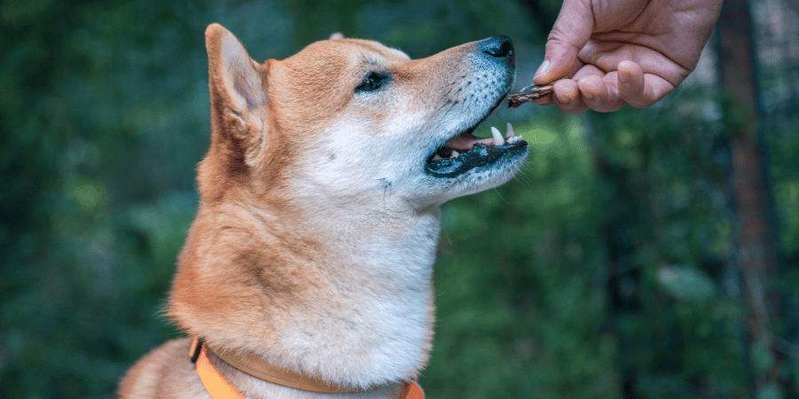 Dog treats that help with bad breath best sale