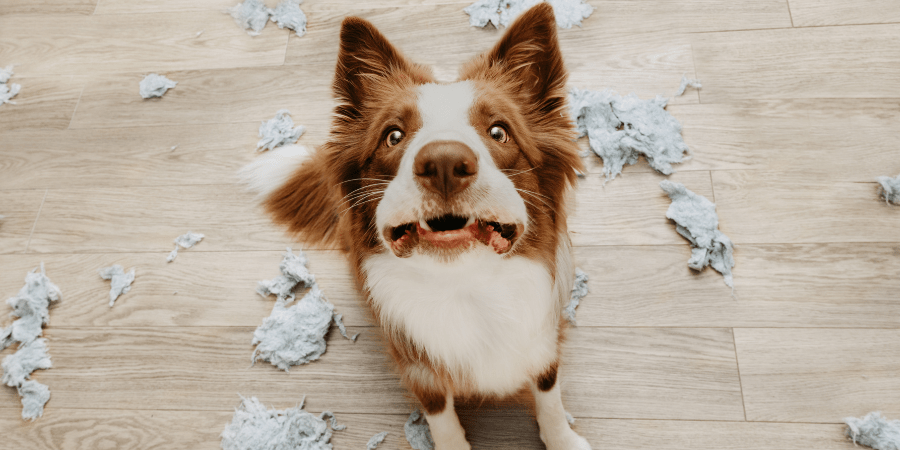 Heartstrings shelties 2024