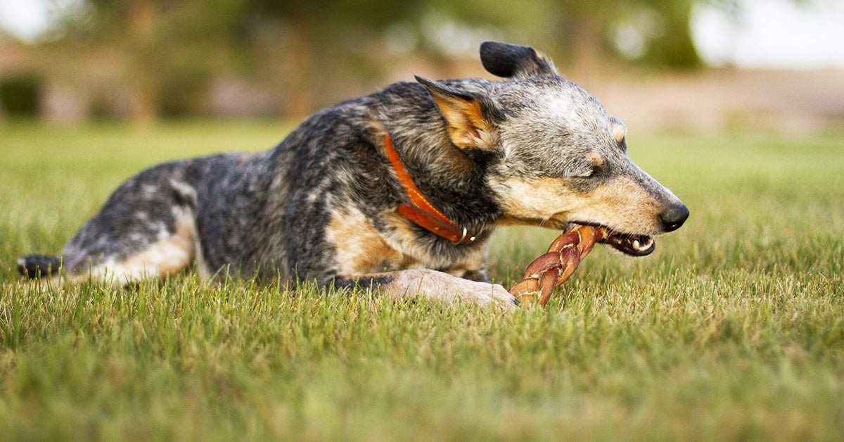 How to calm your dog with bully sticks