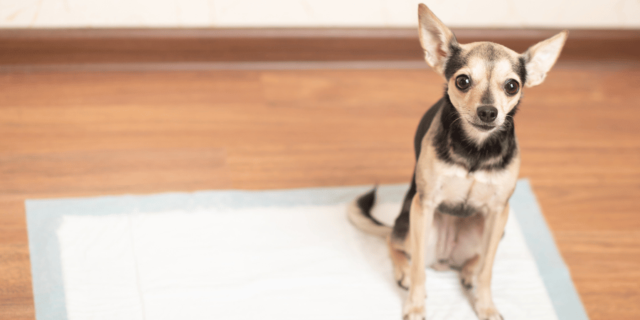 How to get a puppy to stop using puppy pads online