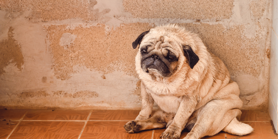 How To Treat a Dog s Yeast Infection At Home