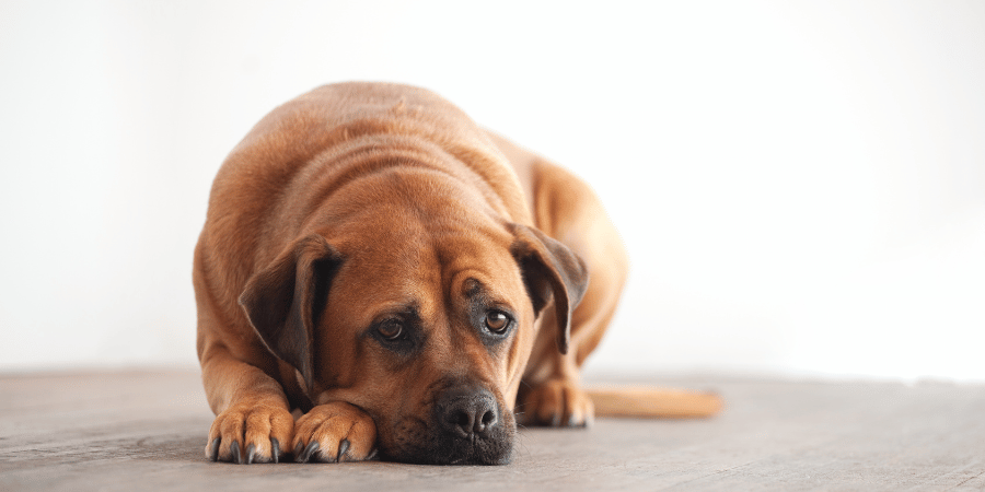 How To Treat Dog Pressure Sores At Home