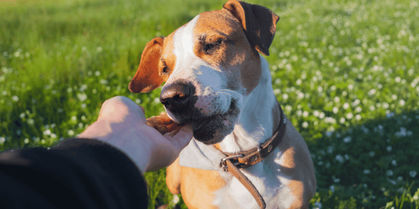 How To Treat Dog Worms at Home - Bully Sticks Central