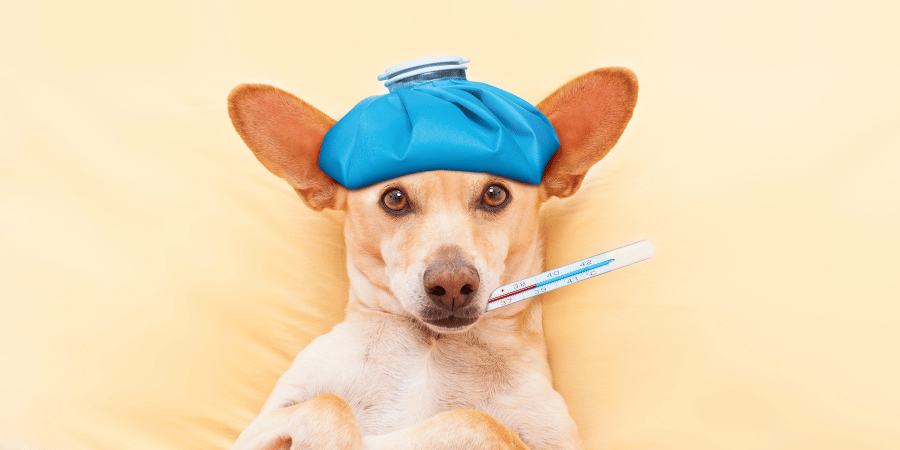 How To Treat Fever In Dogs