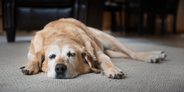 How to Treat Low Blood Sugar in Dogs - Bully Sticks Central