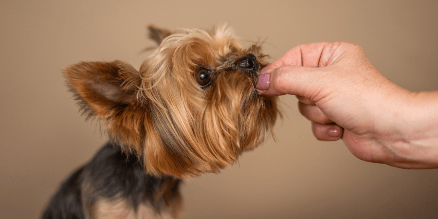 Little Bites Big Benefits Finding the Best Small Dog Treats