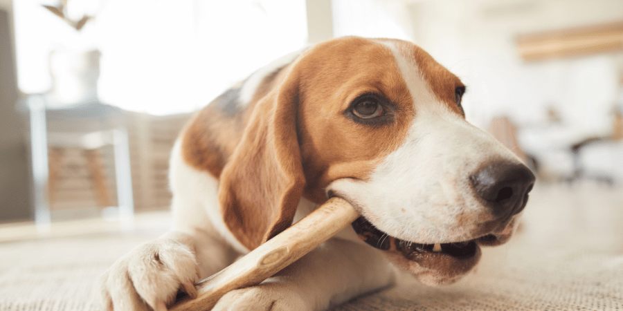 Longest Lasting Dog Bones