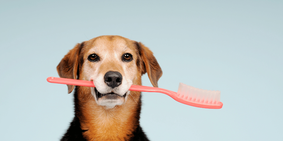 Making Dog Dental Treats