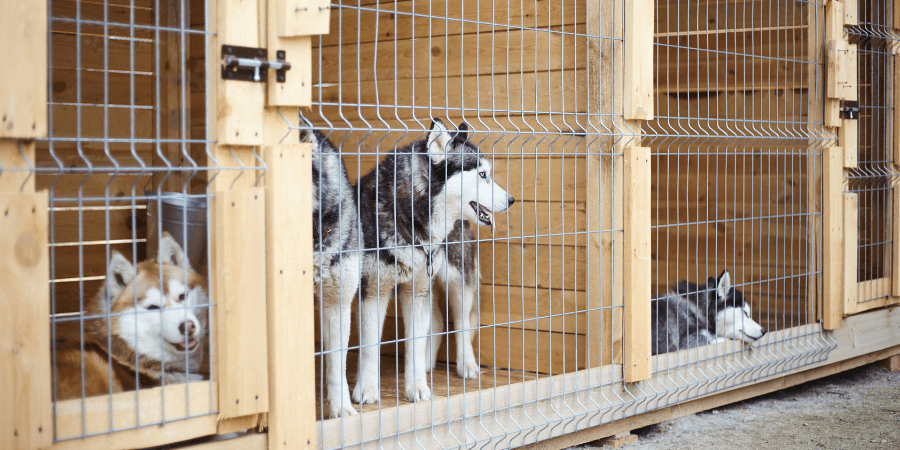 Kennel training hot sale a husky