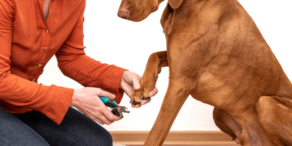 Free dog nail online clipping