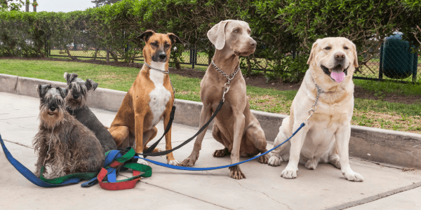 Natural Anti Inflammatory Solutions for Dogs A Comprehensive Guide