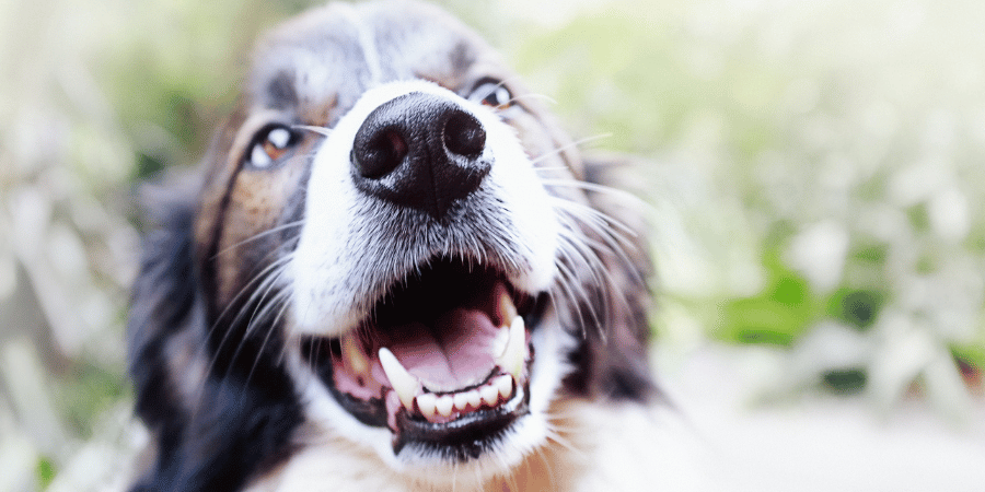 Natural Dog Treats For Dental Health