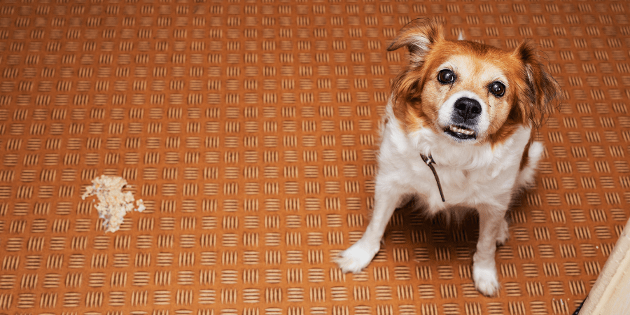 Sensitive stomach dog chews best sale