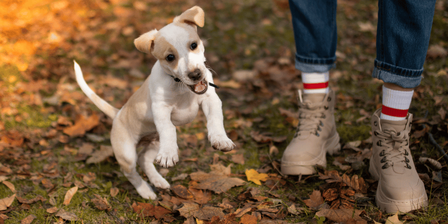 Organic chicken outlet dog treats