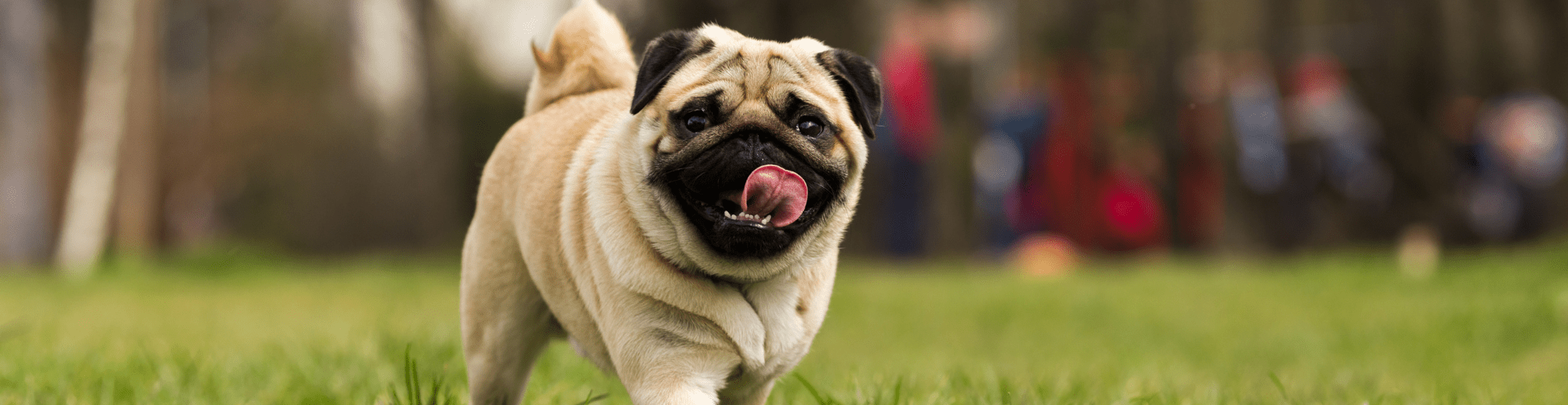 Rawhide Revelations Is It Really That Bad For Our Furry Companions