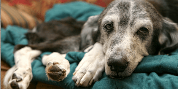 Dog panting after eating best sale bully stick