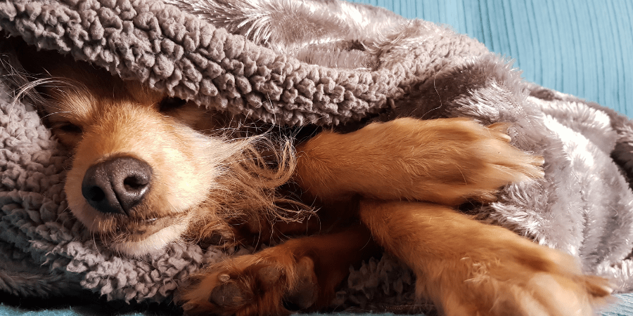 Dog sleeping with blanket clearance