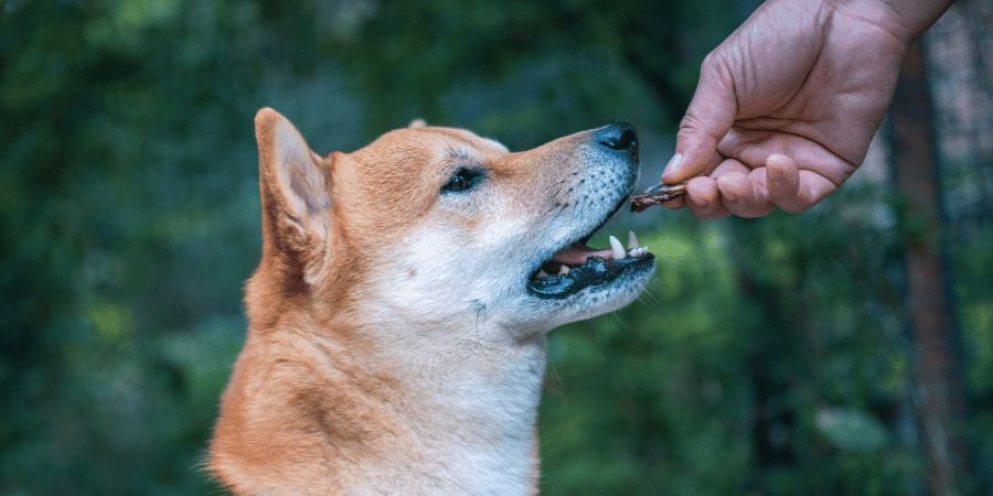 Treats For Diabetic Dogs