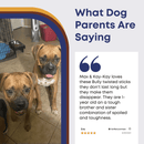 6" Braided Gullet Sticks For Dogs - Bully Sticks Central