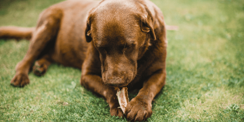 27 Compelling Reasons to Give Your Dog Knuckle Bones: Baxter's Experienc - Bully Sticks Central