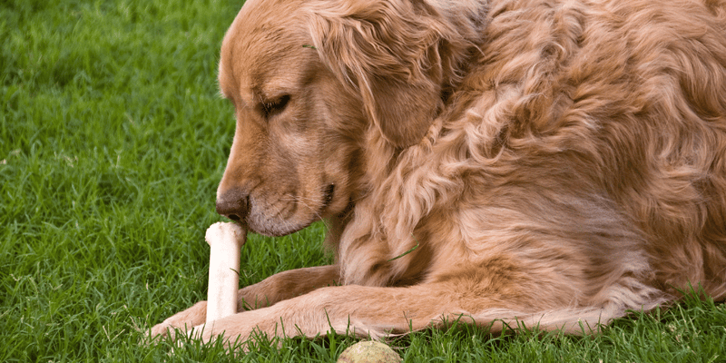 4 Ingredient Dog Treats - Bully Sticks Central