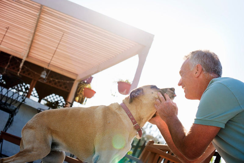 5 Best Dog Breeds for Providing Companionship to Older Adults - Bully Sticks Central