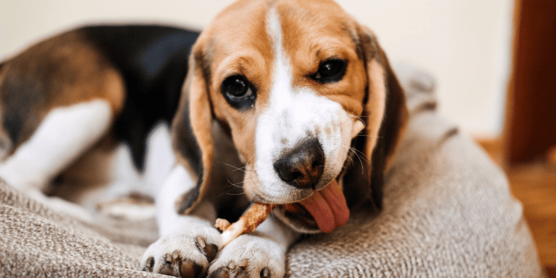 53 Best Dog Treats to Delight Your Furry Friend: A Baxter-Approved Guide - Bully Sticks Central