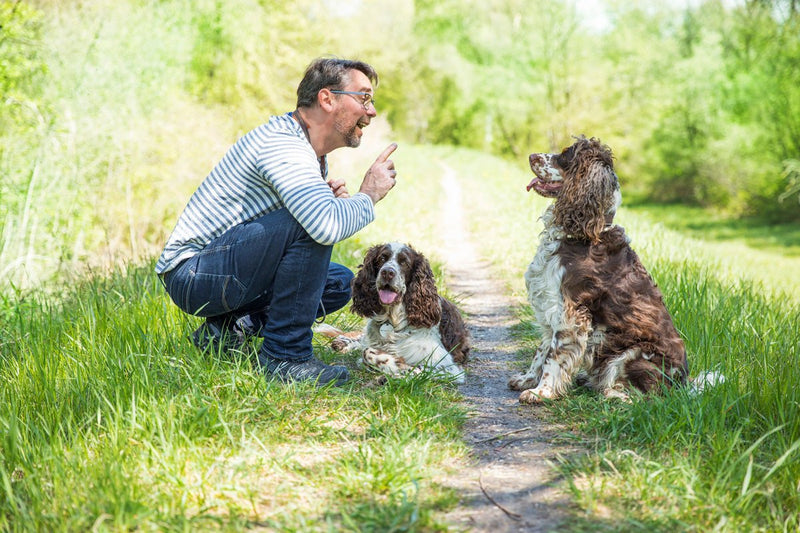 7 Simple Dog Training Tips to Teach a Dog "No" - Bully Sticks Central