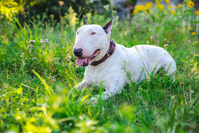 All about English Bull Terriers - Bully Sticks Central