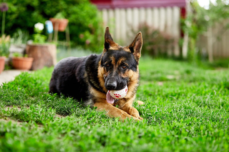 All About German Shepherds - Bully Sticks Central