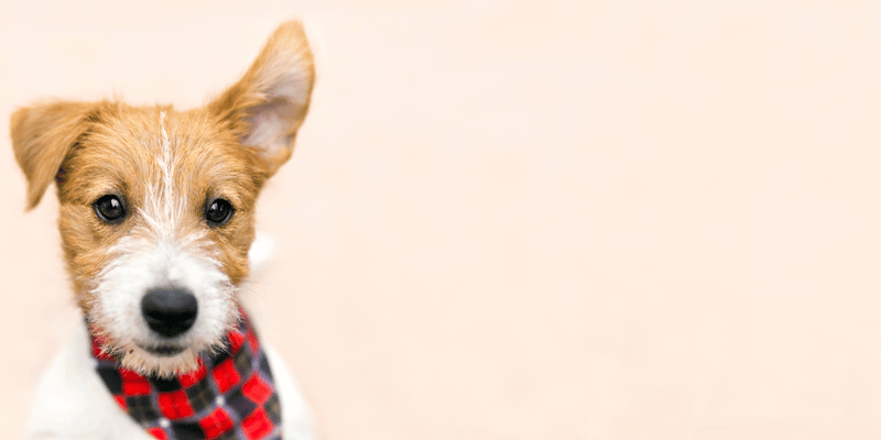 Anatomy Of A Dogs Ear - Bully Sticks Central