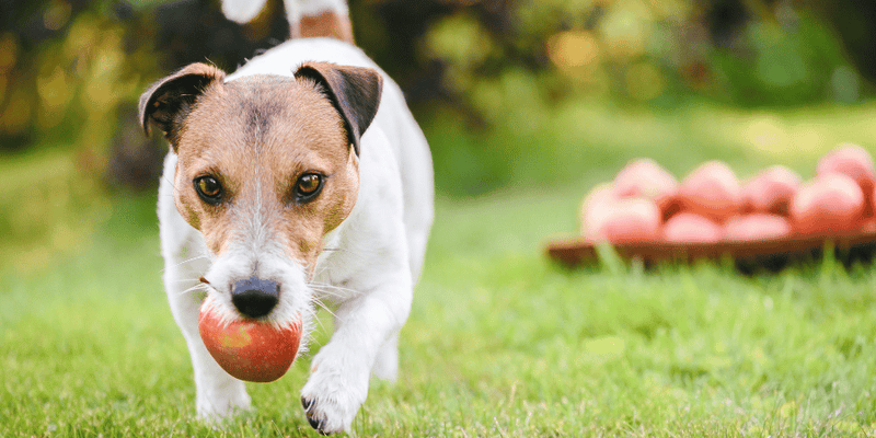 Apple Dog Treats Recipe - Bully Sticks Central